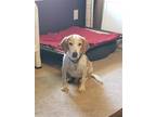 Adopt Beau a Beagle / Mixed dog in Richmond, VA (39839594)