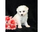 Bichon Frise Puppy for sale in Manheim, PA, USA