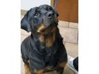 Adopt REYNA a Black - with Tan, Yellow or Fawn Rottweiler / Mixed dog in Oswego