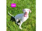 Adopt Gem a White Boxer / American Pit Bull Terrier / Mixed dog in Forest Hill