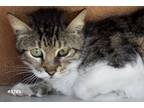 Adopt Isabella a Brown Tabby Domestic Shorthair (short coat) cat in Okeechobee