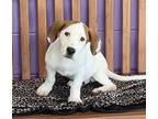 Adopt **PADDY** a White - with Brown or Chocolate Basset Hound / Mixed dog in