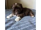 Shih Tzu Puppy for sale in Washington, PA, USA