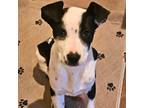 Adopt Sophia a Black - with White Mixed Breed (Medium) dog in Colorado Springs