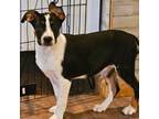 Adopt Dorothy a Black - with White Mixed Breed (Medium) dog in Colorado Springs