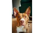 Adopt Apollo a Brown/Chocolate - with Tan American Pit Bull Terrier / Mixed dog