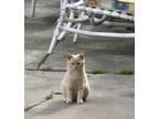 Adopt PJ a Tan or Fawn Domestic Mediumhair / Mixed (medium coat) cat in Ecorse