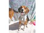 Adopt Brayden - adopted 5-26-24! a Tricolor (Tan/Brown & Black & White) Beagle /
