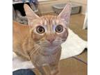 Adopt Space Cowboy a Domestic Shorthair / Mixed cat in Walnut Creek