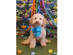 Adopt Henry a Tan/Yellow/Fawn Havanese / Poodle (Miniature) / Mixed dog in Lee's