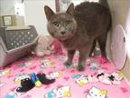 Adopt GUS a Gray or Blue Domestic Mediumhair / Mixed (medium coat) cat in