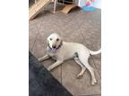 Adopt Max a White Labrador Retriever / Mixed dog in Victorville, CA (41442364)
