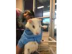 Adopt ADELLE a Albino or Red-Eyed White Guinea Pig (short coat) small animal in