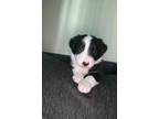 Adopt Border Collie Puppies a Black - with White Border Collie / Mixed dog in