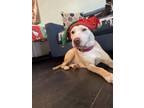 Adopt Houston a Tan/Yellow/Fawn - with White Pit Bull Terrier dog in Dallas