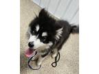 Adopt Jethro a Black - with White Pomeranian / Husky / Mixed dog in Lonsdale
