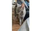 Adopt Missy Perez a Domestic Shorthair / Mixed (short coat) cat in Skippack