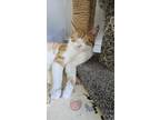 Adopt Cheddar Glizzy a Domestic Shorthair / Mixed (short coat) cat in Skippack