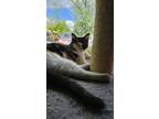 Adopt Topanga a Calico / Mixed (short coat) cat in Skippack, PA (41398098)