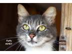 Adopt Fluffy a Gray, Blue or Silver Tabby Domestic Mediumhair (medium coat) cat
