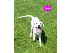 Adopt Jade a White - with Black Hound (Unknown Type) / American Pit Bull Terrier