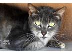 Adopt Junior a Gray, Blue or Silver Tabby Domestic Shorthair (short coat) cat in