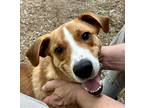 Adopt Button - 32 lb FAMILY PUP! a Brown/Chocolate - with White Beagle / Terrier
