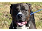 Adopt Taco a Black - with White Pit Bull Terrier / Mixed Breed (Medium) / Mixed