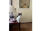 Adopt Pinky a Black & White or Tuxedo American Shorthair (short coat) cat in