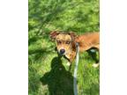 Adopt Epic a Tan/Yellow/Fawn - with White Mixed Breed (Medium) / Mixed dog in