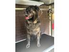 Adopt Sasha a Black Australian Shepherd / Shepherd (Unknown Type) dog in Campo