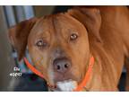 Adopt Ella a Brown/Chocolate - with White Mixed Breed (Medium) / Mixed dog in