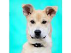 Adopt Roo a Tan/Yellow/Fawn Labrador Retriever / Husky / Mixed dog in Etobicoke