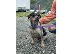 Adopt Skye a Black Australian Cattle Dog / Beagle / Mixed dog in Marshall