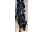 Adopt 5/16 a Black Rottweiler / Mixed dog in Wichita Falls, TX (41441667)