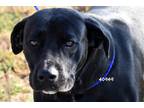 Adopt Aurora a Black Labrador Retriever / Mixed Breed (Medium) / Mixed dog in