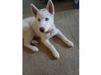 Adopt Winter a White Husky / Mixed dog in Sequim, WA (41441548)
