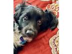 Adopt Johann Willow a Black - with White Shih Tzu / Poodle (Standard) / Mixed