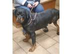 Adopt REX a Black - with Tan, Yellow or Fawn Rottweiler / Mixed dog in Oswego