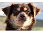 Adopt Pickles a Brown/Chocolate - with Tan Mixed Breed (Small) / Mixed dog in