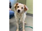 Adopt Spam Musubi a White Spaniel (Unknown Type) / Mixed dog in Longview