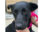 Adopt 55903130 a Black Labrador Retriever / Mixed dog in Bryan, TX (41442114)