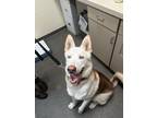 Adopt Bubba Gump a Tan/Yellow/Fawn Husky / Mixed dog in Williamsburg