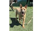 Adopt Lincoln a Tan/Yellow/Fawn Shepherd (Unknown Type) / Mixed dog in Fresno
