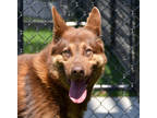 Adopt Alfred a Brown/Chocolate Husky / Mixed dog in Atlanta, GA (41429691)