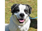 Adopt Mojo a White St. Bernard / Mixed dog in Atlanta, GA (41434325)