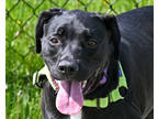 Adopt Izzy a Black Mixed Breed (Medium) / Mixed dog in West Seneca