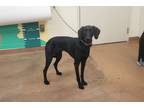 Adopt 84891 Aurora a Black Labrador Retriever / Mixed dog in Spanish Fork