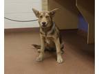 Adopt 85004 Ursa a Red/Golden/Orange/Chestnut German Shepherd Dog / Mixed dog in