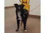 Adopt 84946 Rocket a Black Shepherd (Unknown Type) / Mixed dog in Spanish Fork